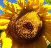 sunflower-sm